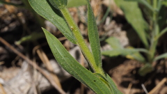 Castilleja miniata oblongifolia