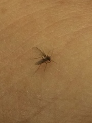 Phlebotominae