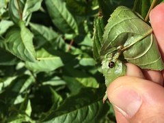 Brachiacantha ursina
