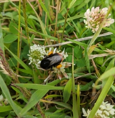 Bombus lapidarius