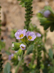 Phacelia suaveolens