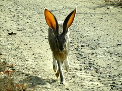 Lepus alleni