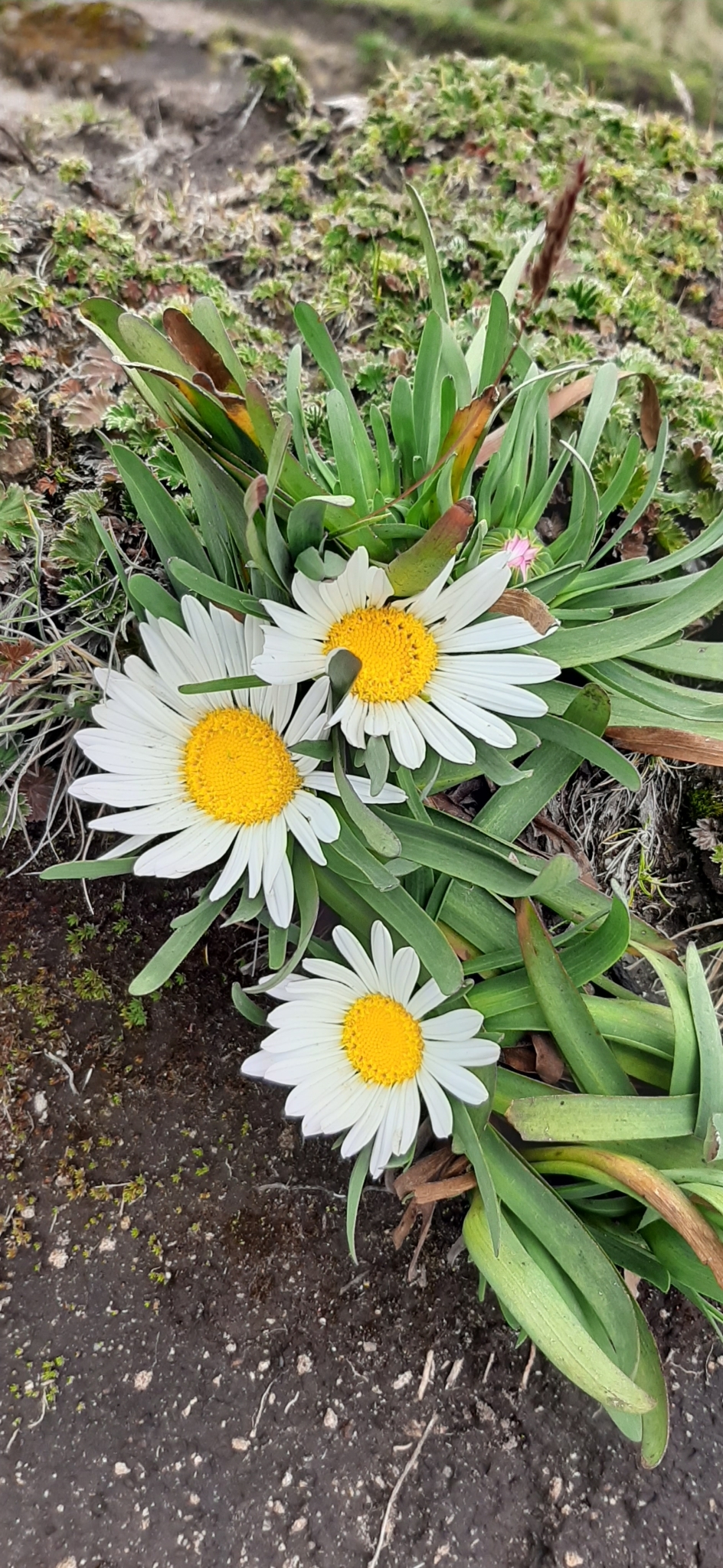 Rockhausenia nubigena image