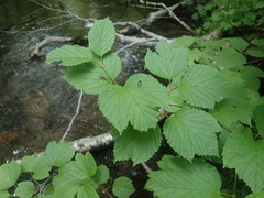 Media resource of Viburnum edule
