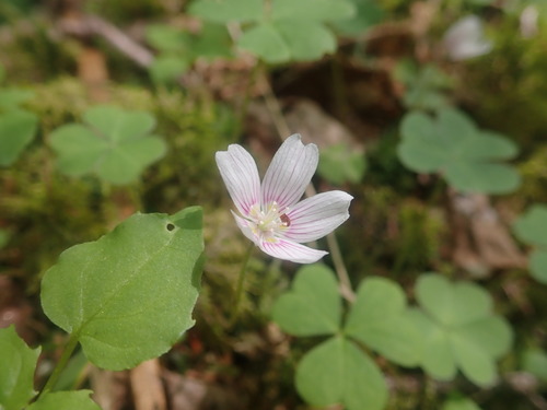 Oxalis montana image