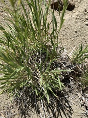 Petradoria pumila