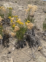 Petradoria pumila