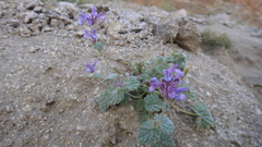 Nepeta floccosa