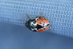 Calligrapha rowena