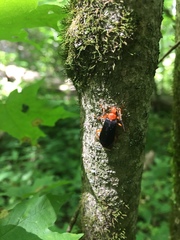 Neopyrochroa flabellata