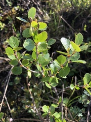 Betula nana