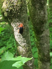 Neopyrochroa flabellata