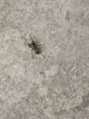 Herpyllus propinquus