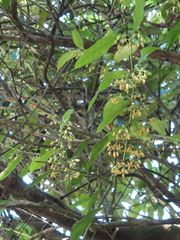 Gardneria multiflora