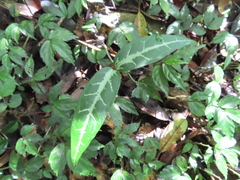 Gardneria multiflora