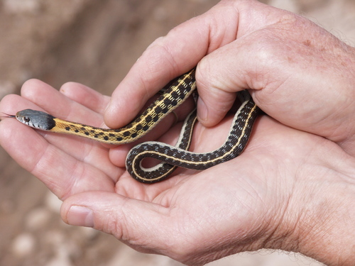 Photo of a Blackneck Garter Snake (Thamnophis cyrtopsis)