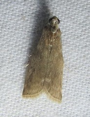 Oreana unicolorella