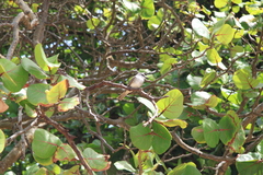 Tyrannus dominicensis