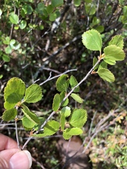 Betula nana