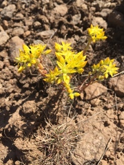 Sedum lanceolatum lanceolatum