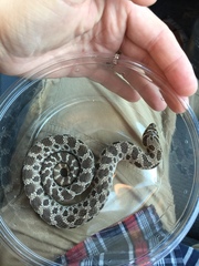 Heterodon nasicus