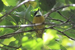 Pachycephala caledonica