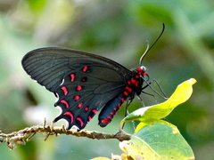 Parides photinus