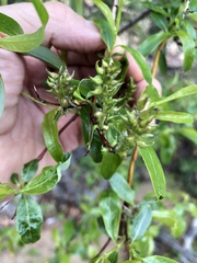 Salix pulchra