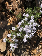 Phlox hoodii