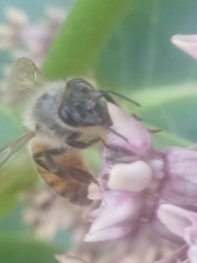 Apis mellifera