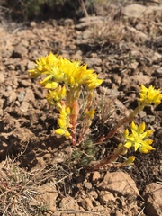 Sedum lanceolatum lanceolatum