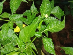 Capsicum frutescens