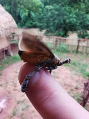 Lasiocampoidea