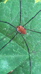 Leiobunum ventricosum