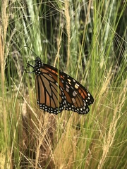 Danaus plexippus