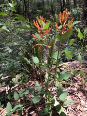 Erythrina leptorhiza