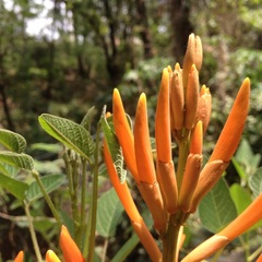 Erythrina leptorhiza