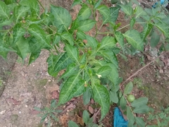 Capsicum frutescens