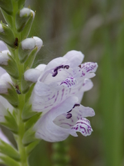 Physostegia angustifolia