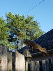 Sciurus niger