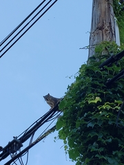 Sciurus niger