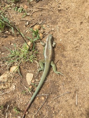 Aspidoscelis motaguae