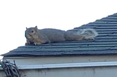 Sciurus niger