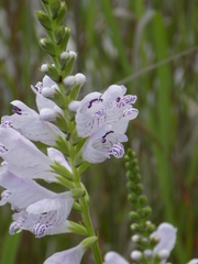 Physostegia angustifolia