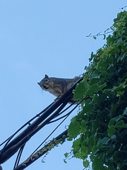 Sciurus niger