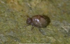 Allacma fusca