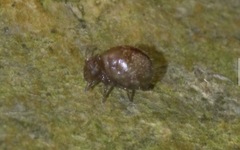 Allacma fusca