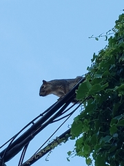Sciurus niger