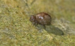 Allacma fusca