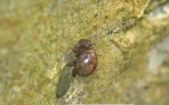 Allacma fusca